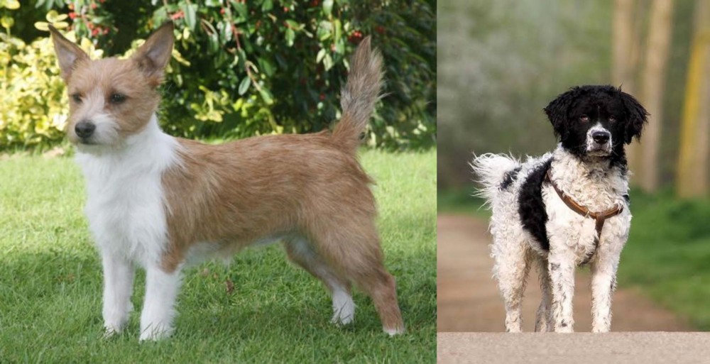 Wetterhoun vs Portuguese Podengo - Breed Comparison