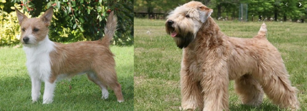 Wheaten Terrier vs Portuguese Podengo - Breed Comparison