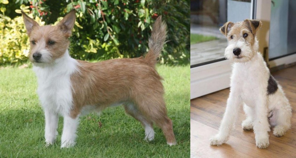 Wire Fox Terrier vs Portuguese Podengo - Breed Comparison