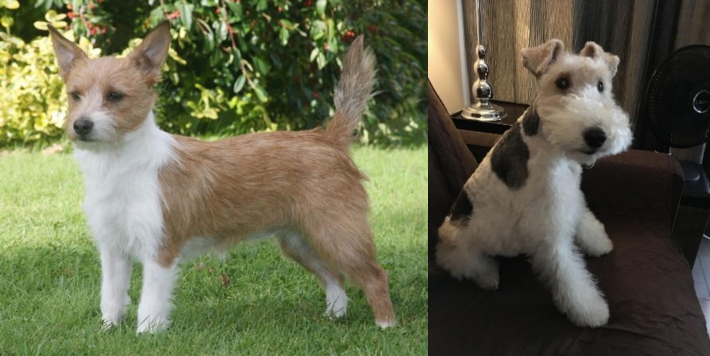 Wire Haired Fox Terrier vs Portuguese Podengo - Breed Comparison