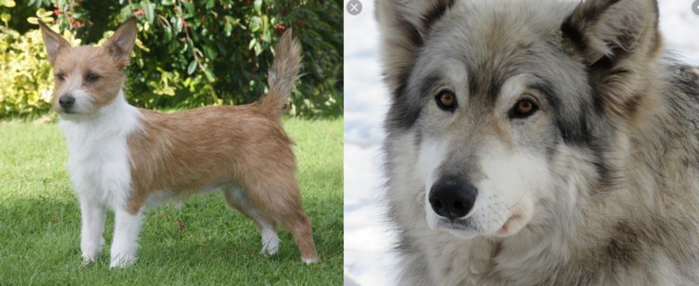 Wolfdog vs Portuguese Podengo - Breed Comparison