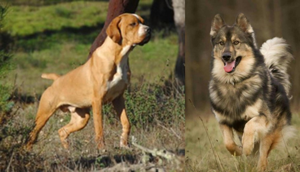 Native American Indian Dog vs Portuguese Pointer - Breed Comparison