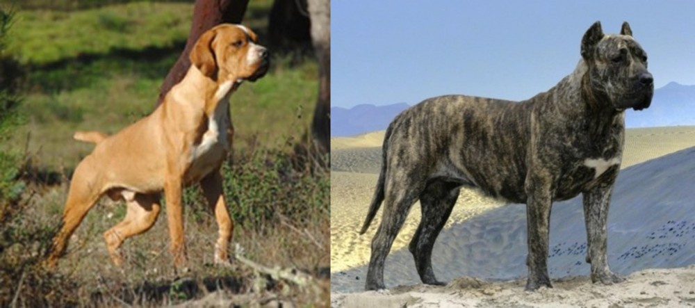 Presa Canario vs Portuguese Pointer - Breed Comparison