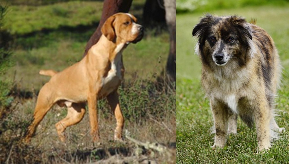 Pyrenean Shepherd vs Portuguese Pointer - Breed Comparison
