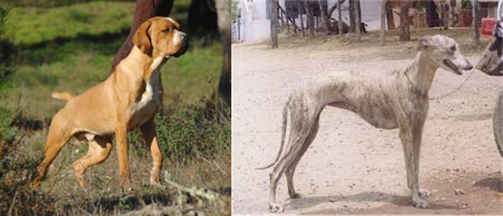 Rampur Greyhound vs Portuguese Pointer - Breed Comparison