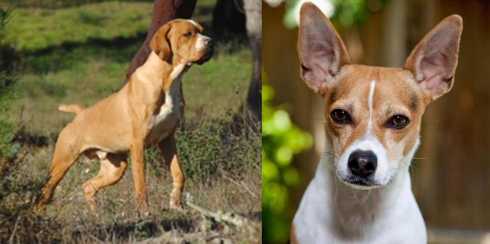 Rat Terrier vs Portuguese Pointer - Breed Comparison