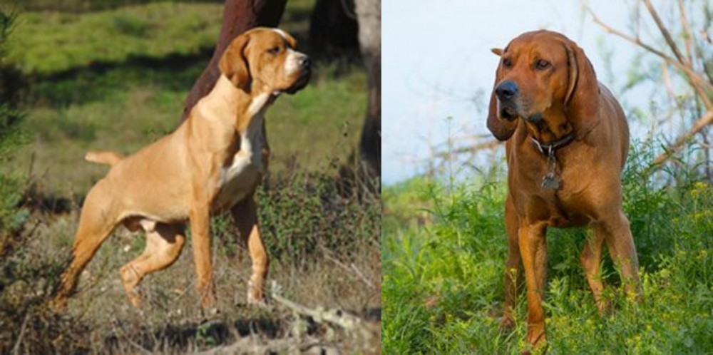 Redbone Coonhound vs Portuguese Pointer - Breed Comparison