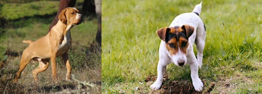Russell Terrier vs Portuguese Pointer - Breed Comparison