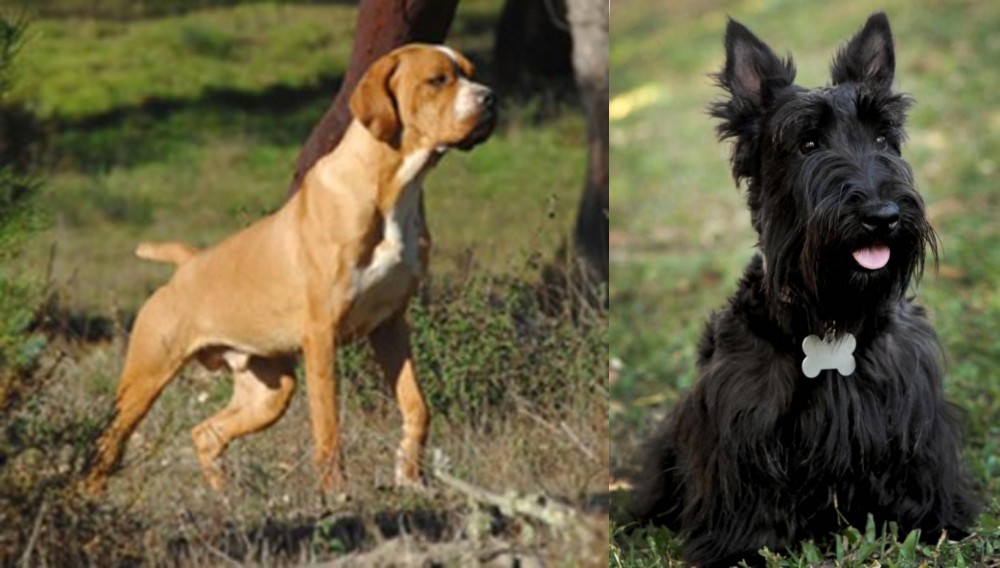 Scoland Terrier vs Portuguese Pointer - Breed Comparison