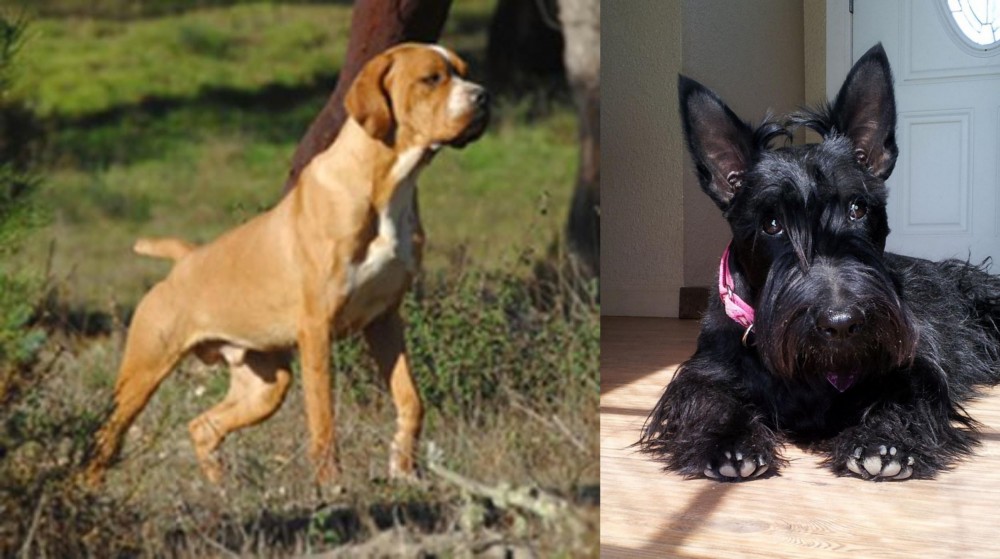 Scottish Terrier vs Portuguese Pointer - Breed Comparison