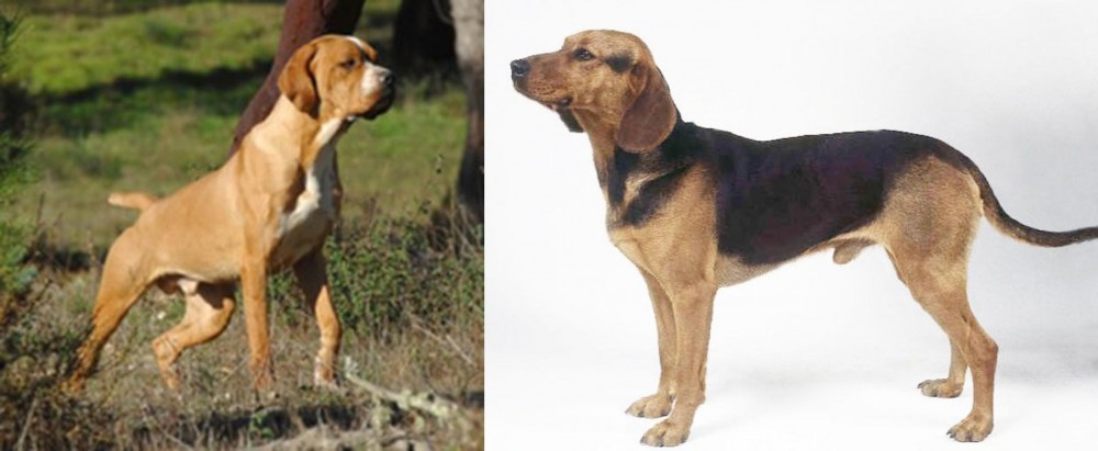 Serbian Hound vs Portuguese Pointer - Breed Comparison
