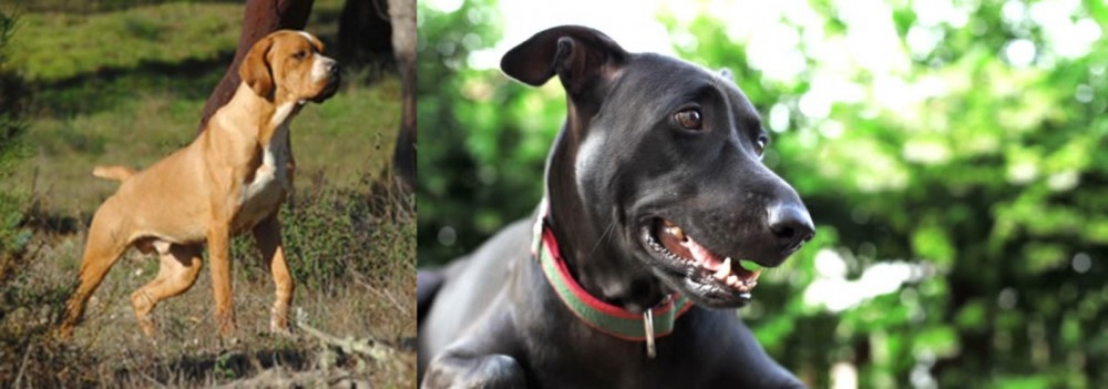 Shepard Labrador vs Portuguese Pointer - Breed Comparison