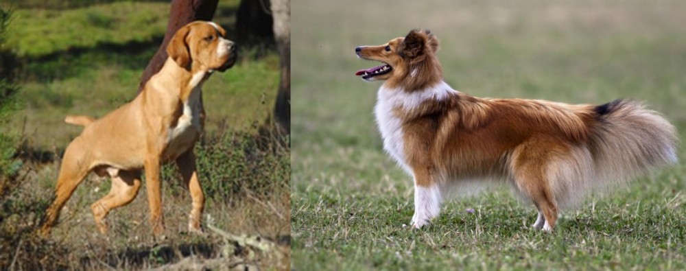 Shetland Sheepdog vs Portuguese Pointer - Breed Comparison