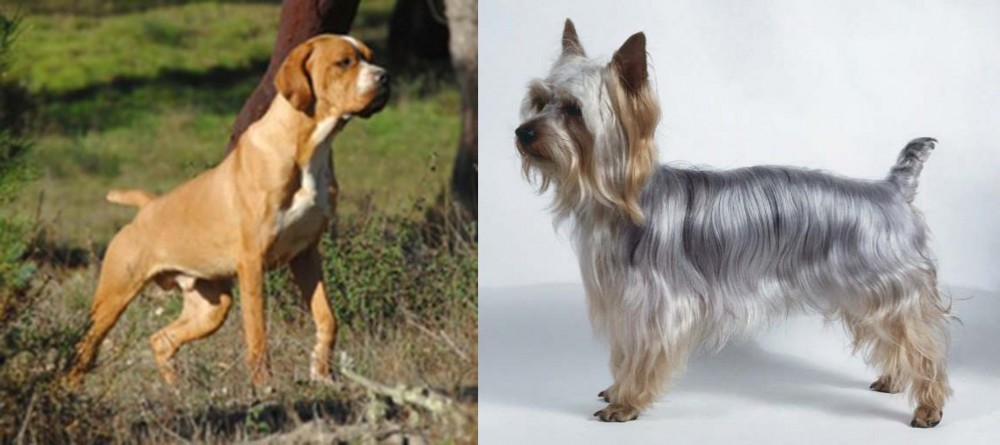 Silky Terrier vs Portuguese Pointer - Breed Comparison
