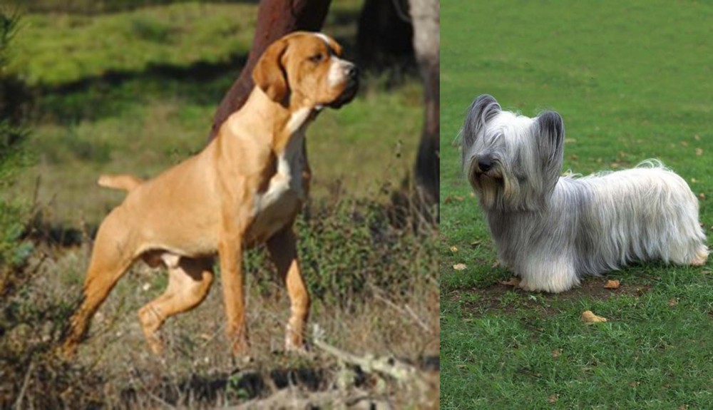 Skye Terrier vs Portuguese Pointer - Breed Comparison