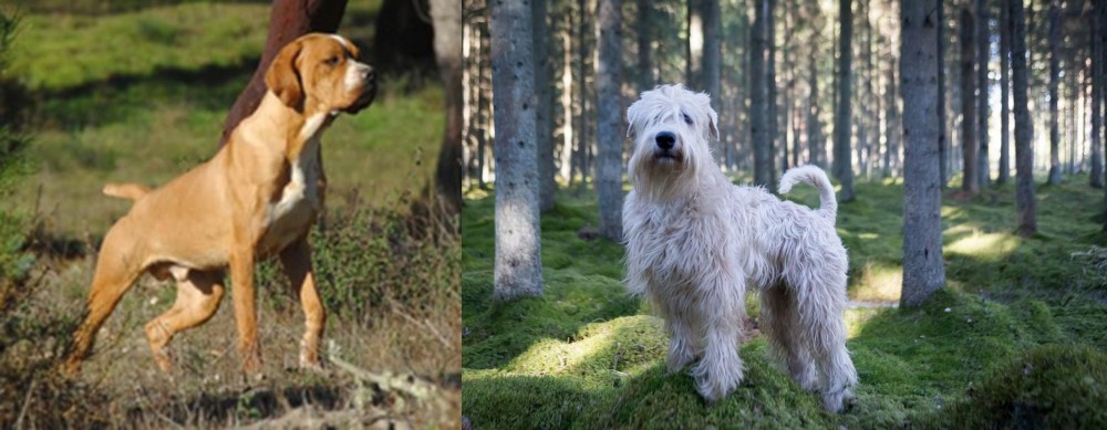 Soft-Coated Wheaten Terrier vs Portuguese Pointer - Breed Comparison