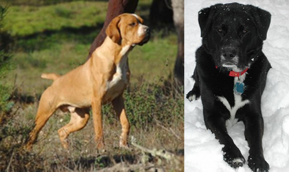 St. John's Water Dog vs Portuguese Pointer - Breed Comparison