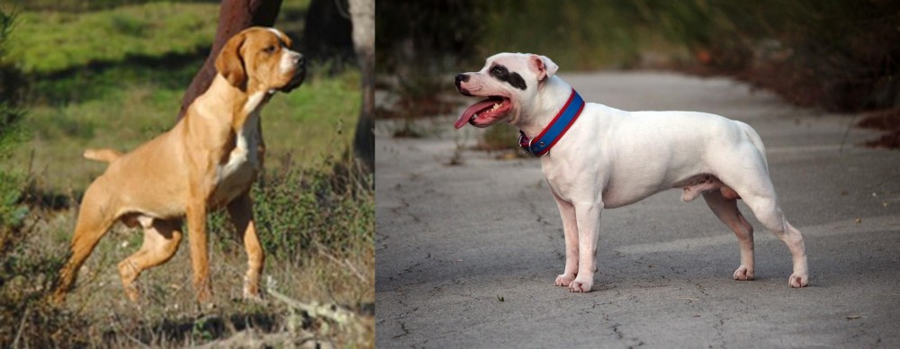 Staffordshire Bull Terrier vs Portuguese Pointer - Breed Comparison