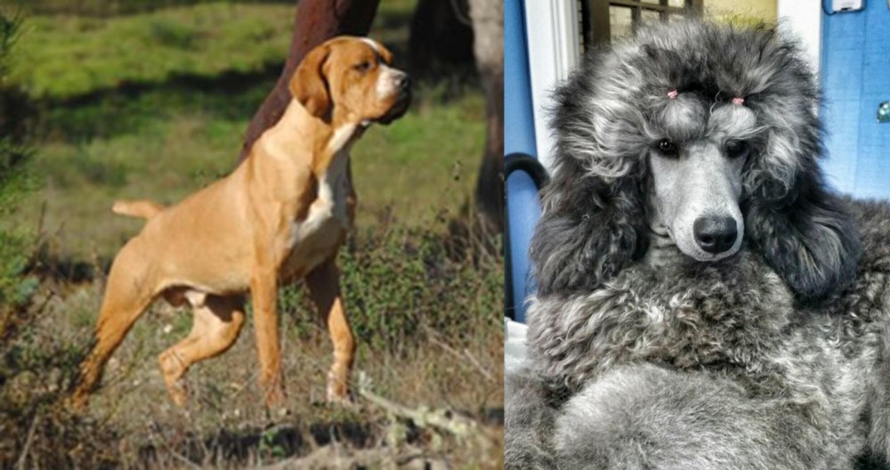 Standard Poodle vs Portuguese Pointer - Breed Comparison
