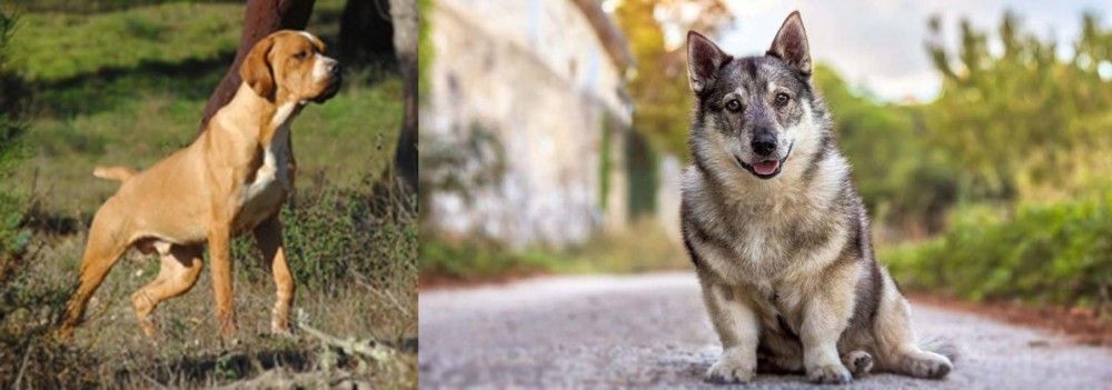 Swedish Vallhund vs Portuguese Pointer - Breed Comparison