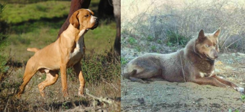 Tahltan Bear Dog vs Portuguese Pointer - Breed Comparison