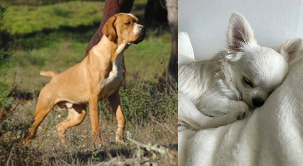 Tea Cup Chihuahua vs Portuguese Pointer - Breed Comparison