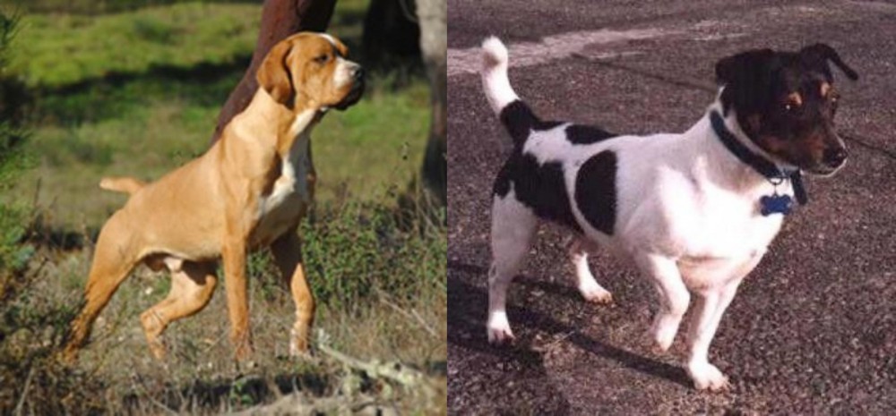 Teddy Roosevelt Terrier vs Portuguese Pointer - Breed Comparison