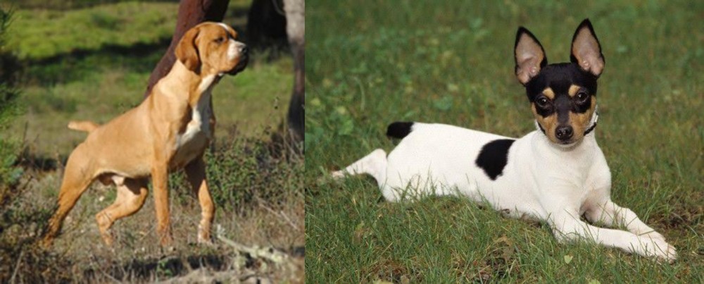 Toy Fox Terrier vs Portuguese Pointer - Breed Comparison