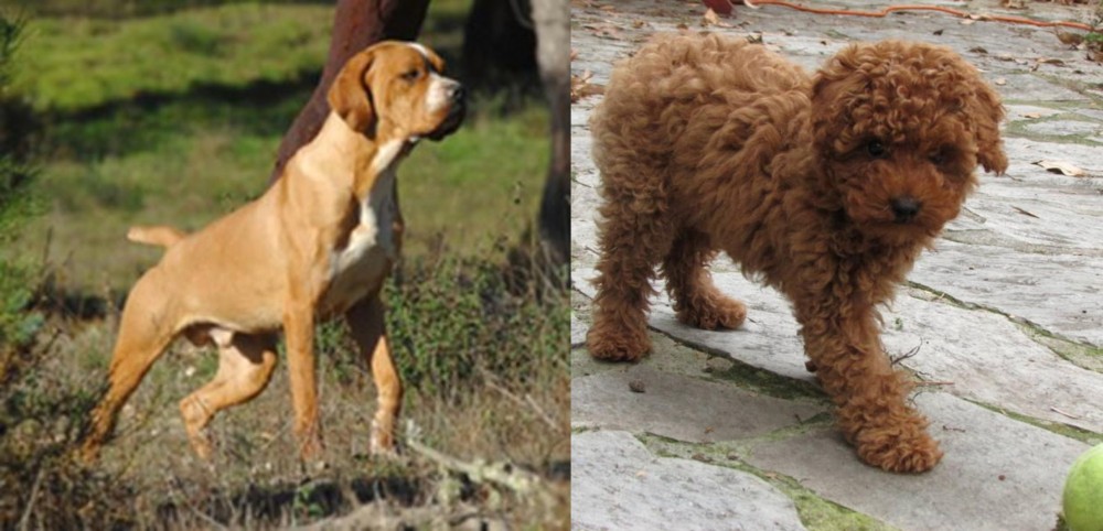Toy Poodle vs Portuguese Pointer - Breed Comparison