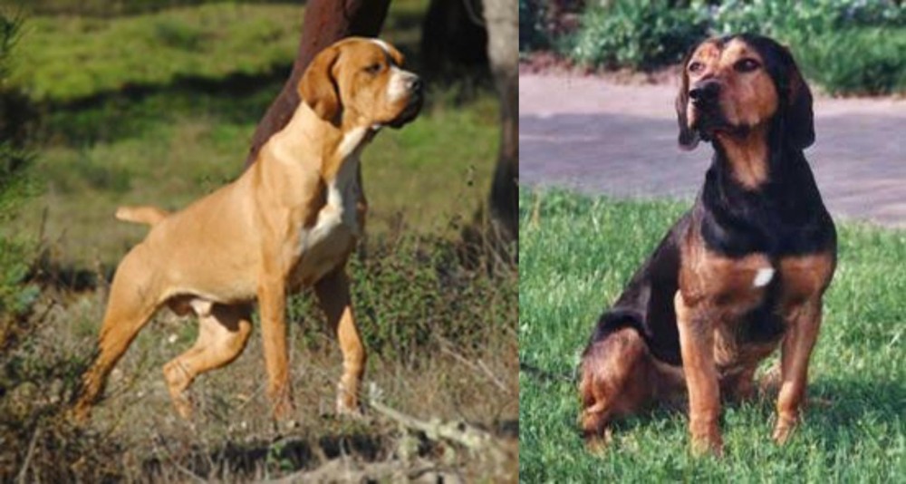 Tyrolean Hound vs Portuguese Pointer - Breed Comparison