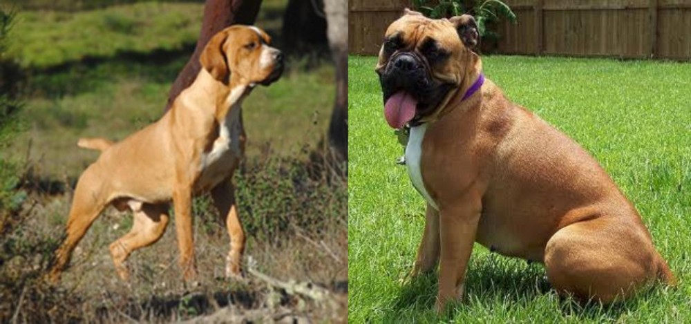 Valley Bulldog vs Portuguese Pointer - Breed Comparison