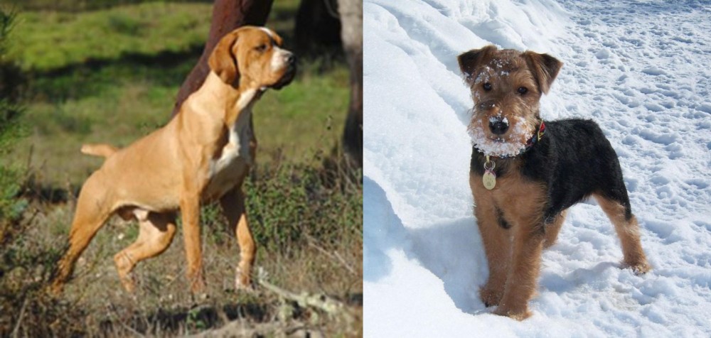 Welsh Terrier vs Portuguese Pointer - Breed Comparison
