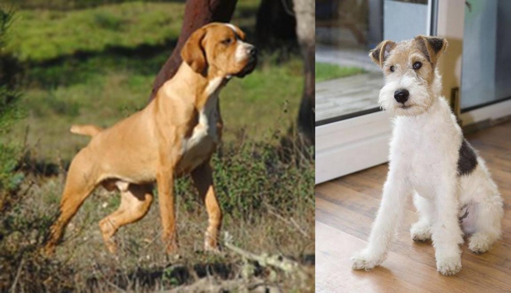 Wire Fox Terrier vs Portuguese Pointer - Breed Comparison