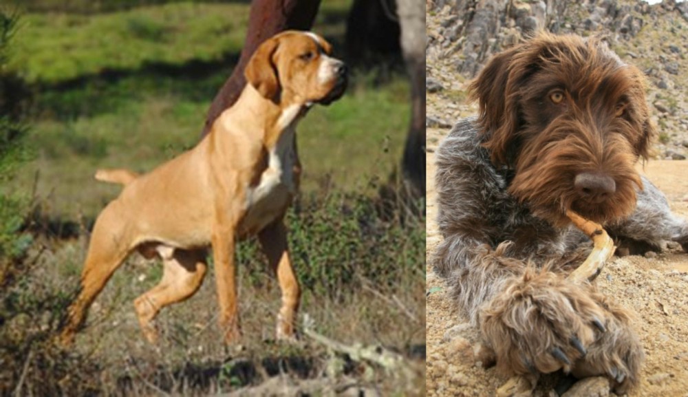 Wirehaired Pointing Griffon vs Portuguese Pointer - Breed Comparison