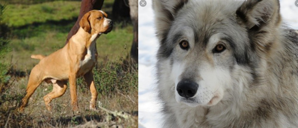 Wolfdog vs Portuguese Pointer - Breed Comparison