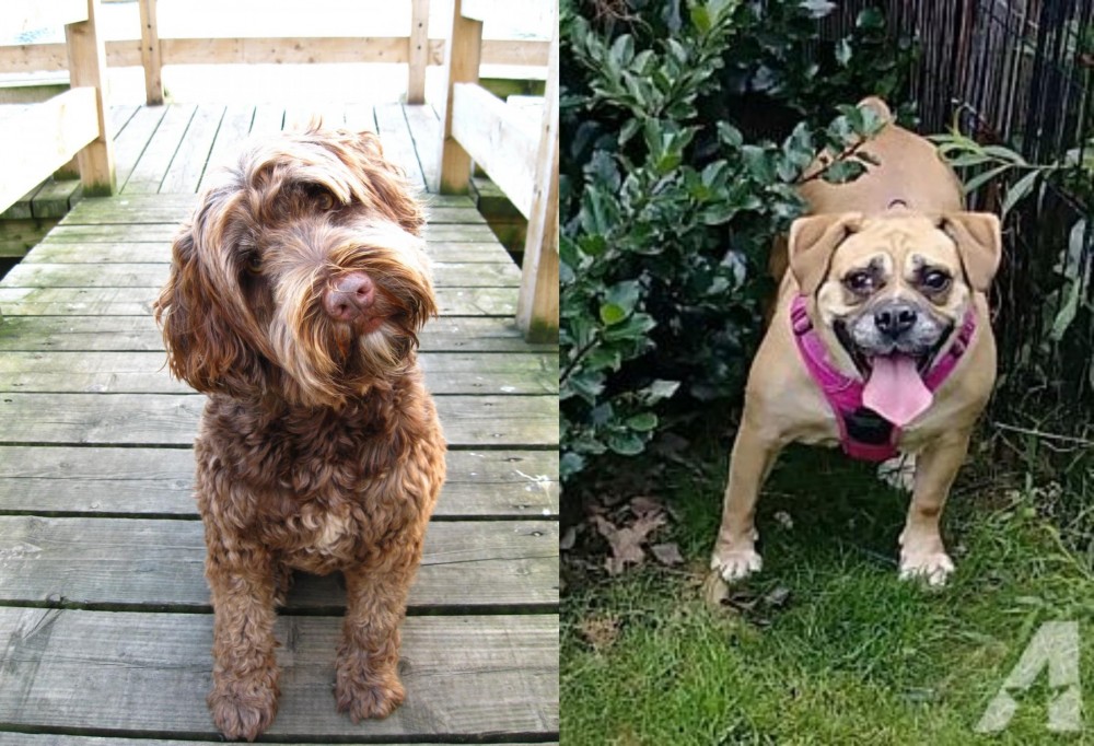 Beabull vs Portuguese Water Dog - Breed Comparison