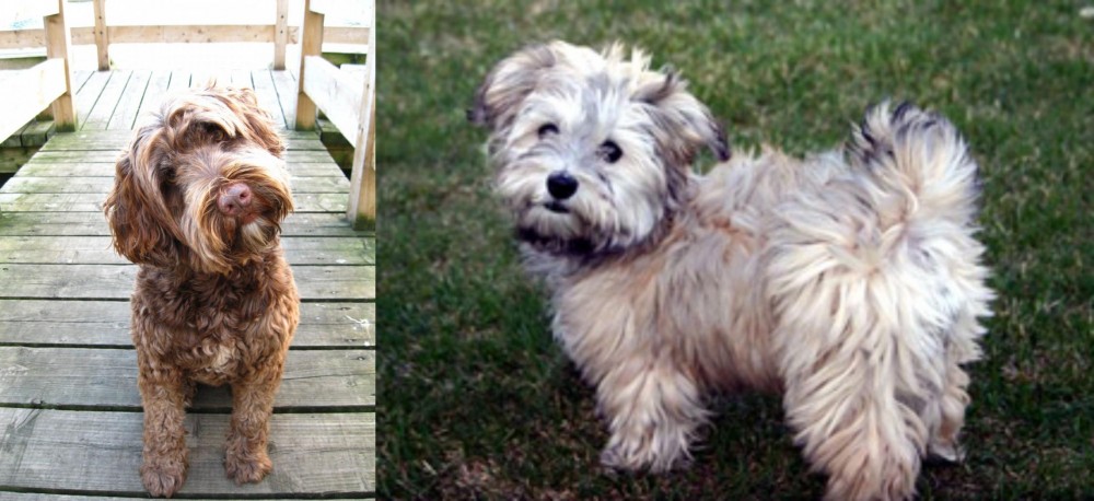 Havapoo vs Portuguese Water Dog - Breed Comparison
