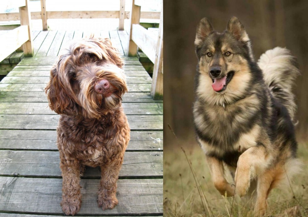 Native American Indian Dog vs Portuguese Water Dog - Breed Comparison