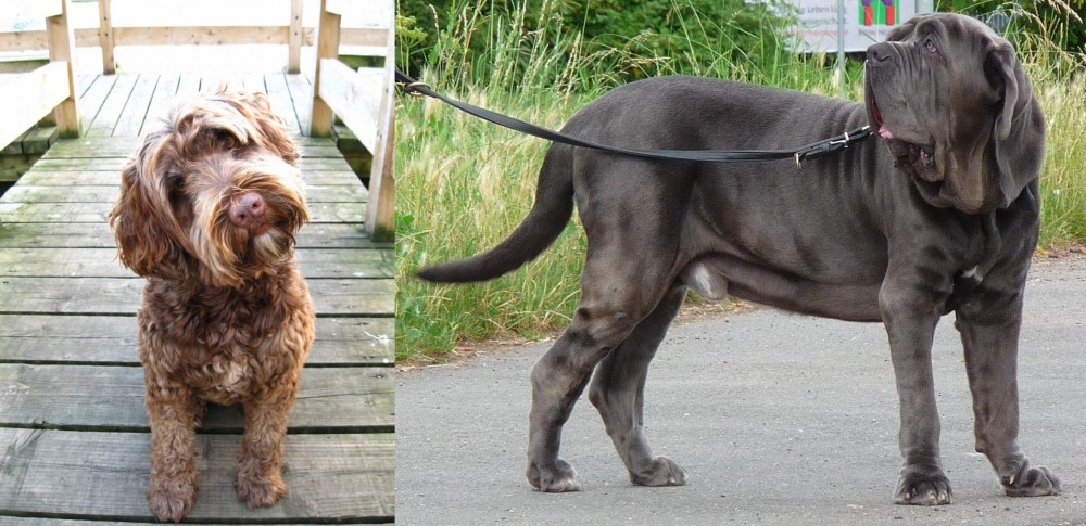 Neapolitan Mastiff vs Portuguese Water Dog - Breed Comparison