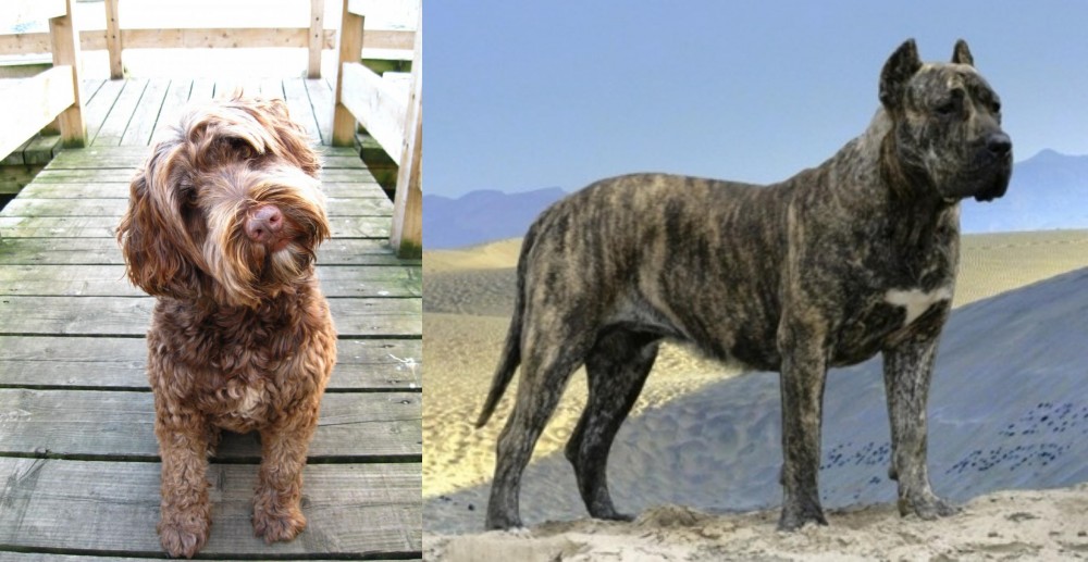 Presa Canario vs Portuguese Water Dog - Breed Comparison