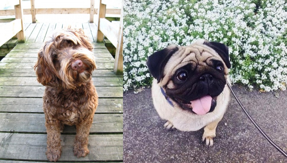 Pug vs Portuguese Water Dog - Breed Comparison