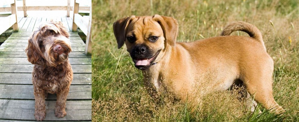 Puggle vs Portuguese Water Dog - Breed Comparison