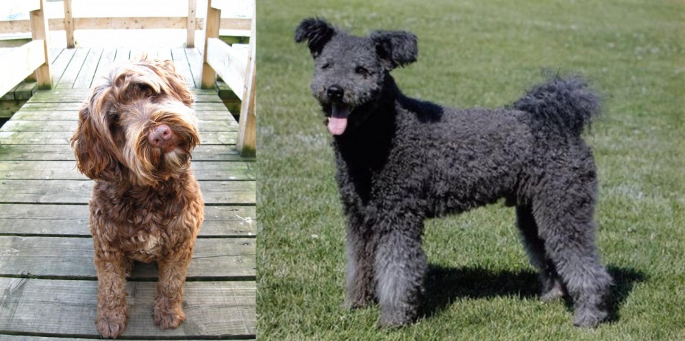 Pumi vs Portuguese Water Dog - Breed Comparison