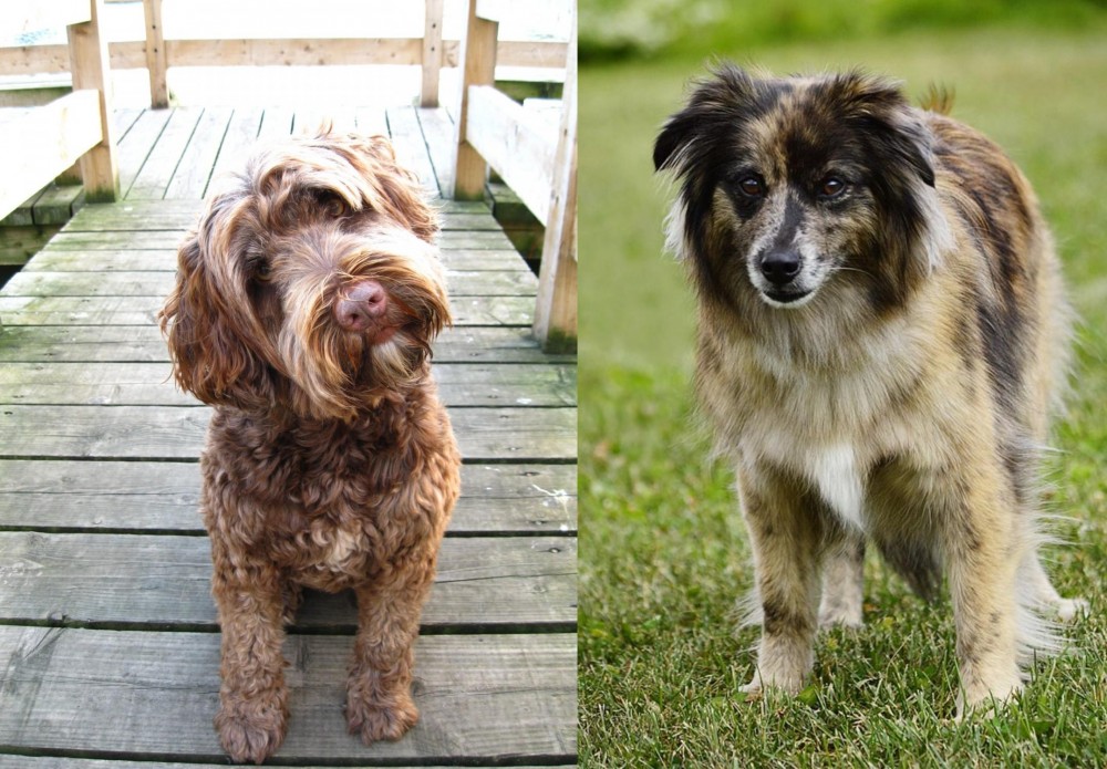 Pyrenean Shepherd vs Portuguese Water Dog - Breed Comparison