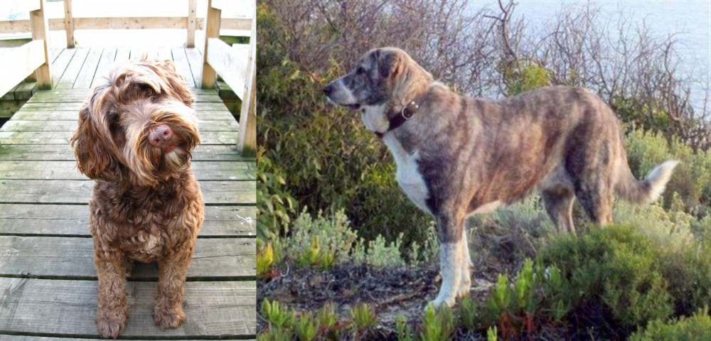 Rafeiro do Alentejo vs Portuguese Water Dog - Breed Comparison