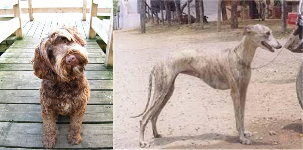 Rampur Greyhound vs Portuguese Water Dog - Breed Comparison