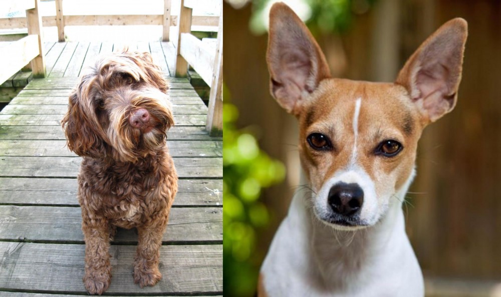 Rat Terrier vs Portuguese Water Dog - Breed Comparison