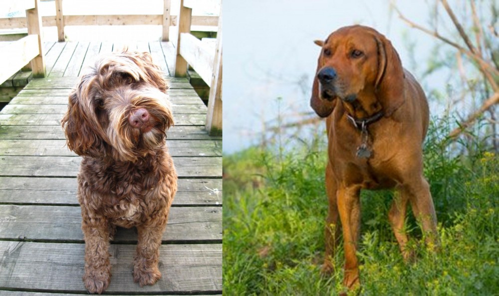 Redbone Coonhound vs Portuguese Water Dog - Breed Comparison