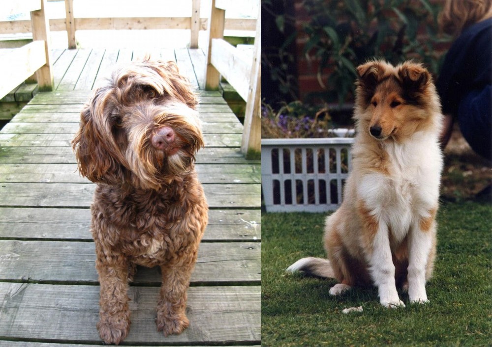 Rough Collie vs Portuguese Water Dog - Breed Comparison
