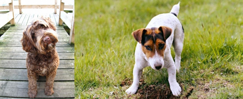 Russell Terrier vs Portuguese Water Dog - Breed Comparison